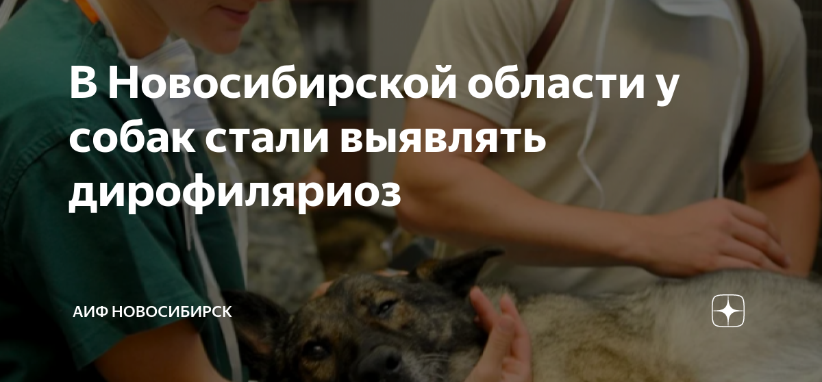 В Новосибирской области у собак стали выявлять дирофиляриоз | АиФ ...