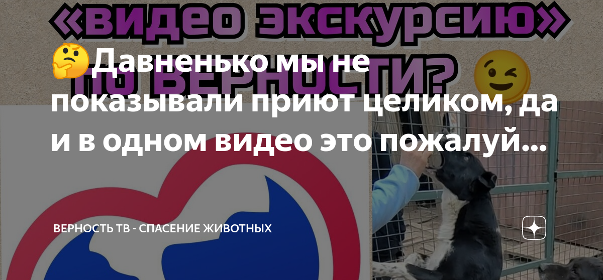 Верность тв спасение животных. Верность тв спасение животных. Верность тв спасение животных. Верность тв спасение животных. Верность тв спасение животных.