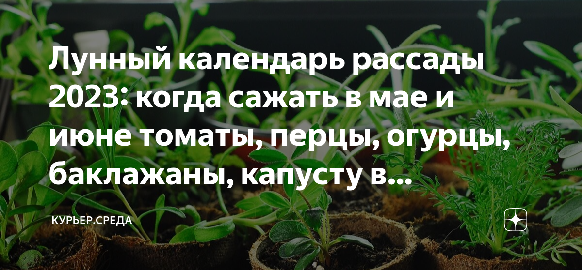 рассада. лунный календарь садовода. всходы томатов. когда сажать рассаду.