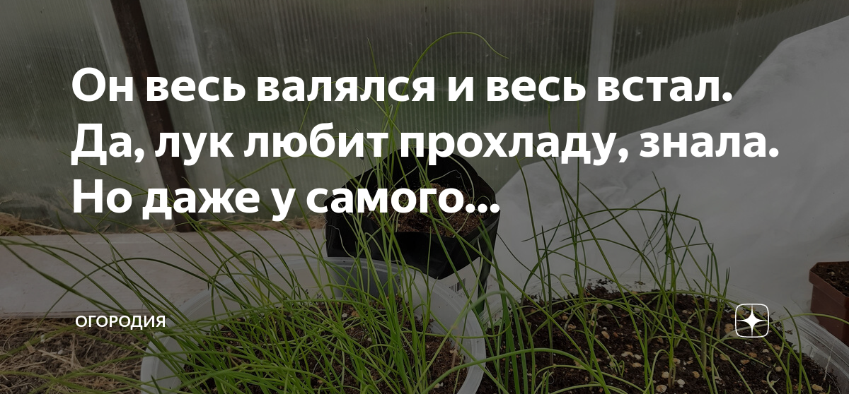 Он весь валялся и весь встал. Да, лук любит прохладу, знала. Но даже у ...