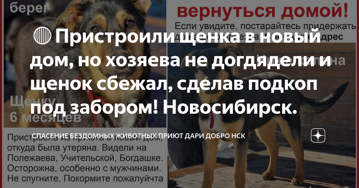 Приют дари добро нск