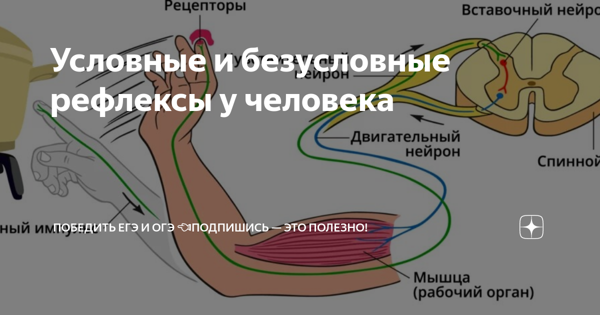 Условные и безусловные рефлексы у человека | Победить ЕГЭ и ОГЭ 👈 ...
