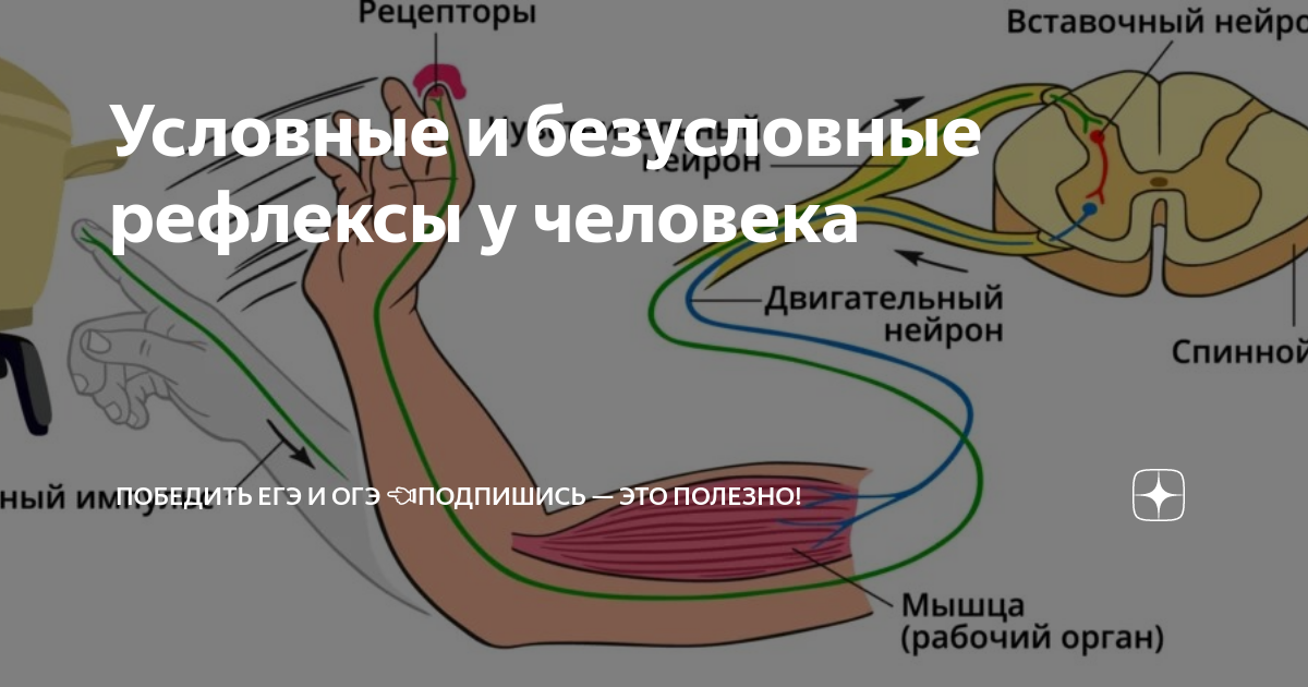 Расскажи о безусловном рефлексе