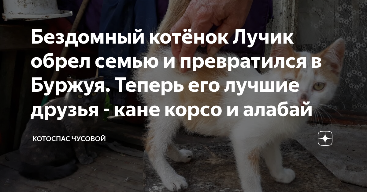 Бездомный котёнок Лучик обрел семью и превратился в Буржуя. Теперь его ...