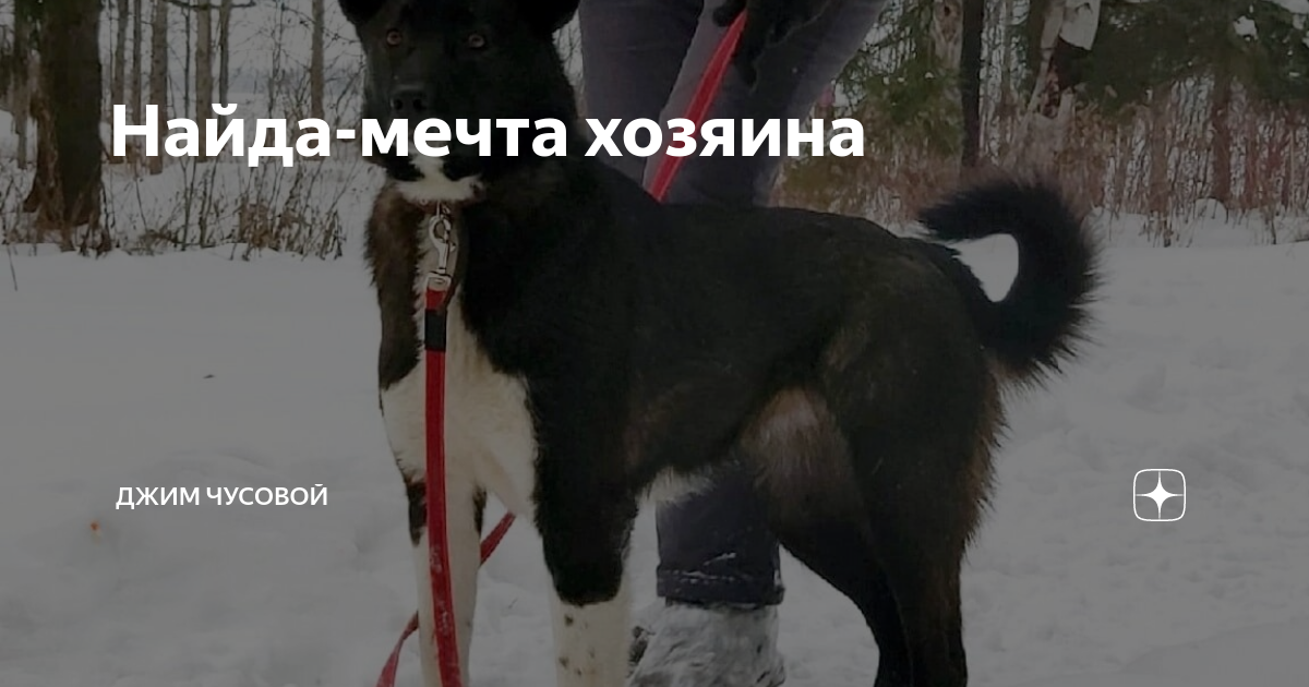 Найда-мечта хозяина | Джим ЧУСОВОЙ | Дзен