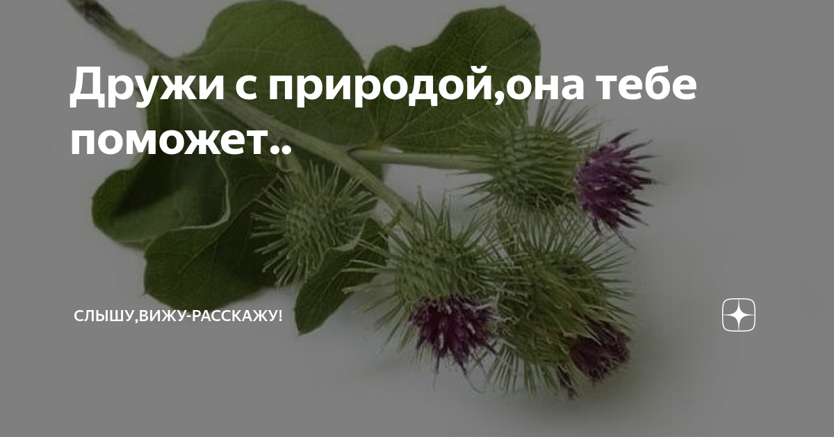 Как лопух помогает избавиться от грыжи