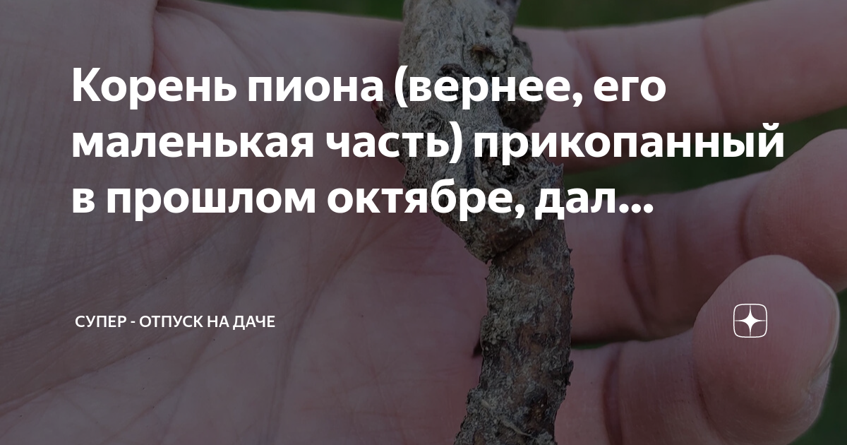 Корень пиона (вернее, его маленькая часть) прикопанный в прошлом ...