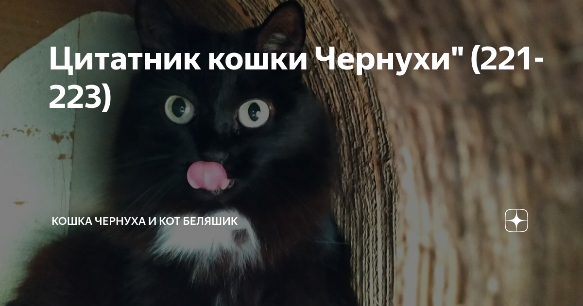 Кошка чернуха и беляшик дзен. Кошка чернуха и кот беляшик дзен. Кошка чернуха и беляшик дзен. Кошка чернуха и беляшик дзен. Кошка чернуха и беляшик дзен.