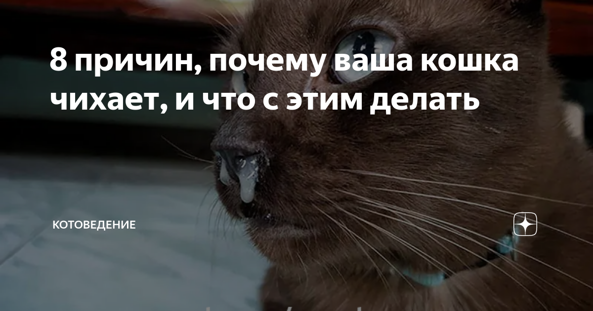 кошка чихает и сопливит что делать