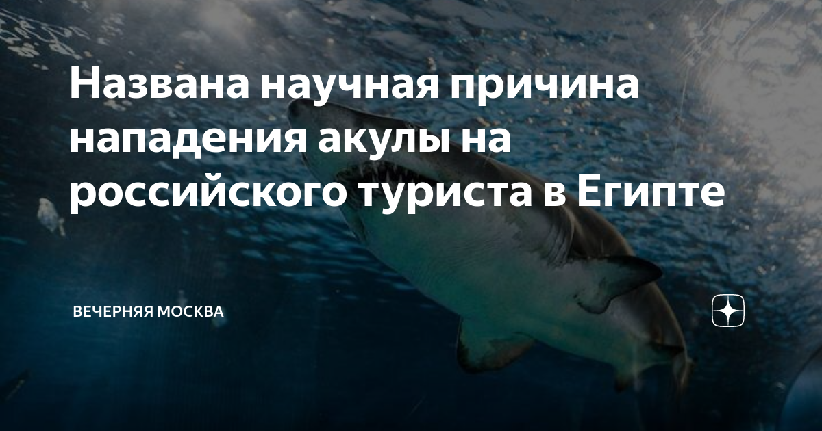 Нападение в египте 2023. Акула напала на русского туриста в Египте. Нападение акул в Египте 2023.