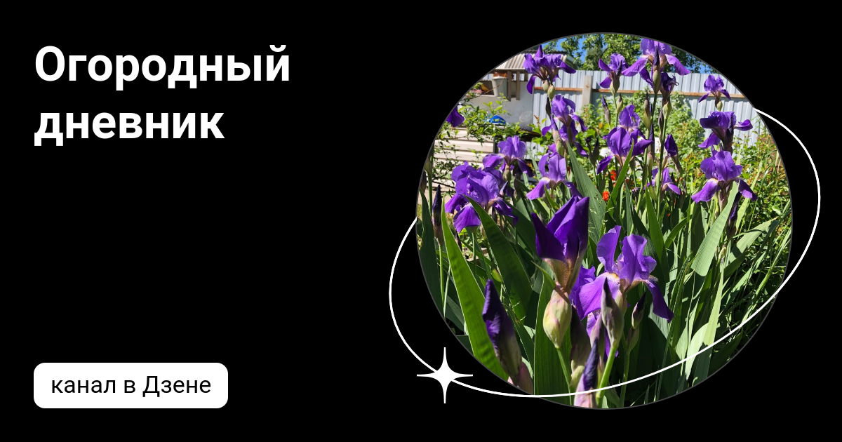Огородный дневник | Дзен