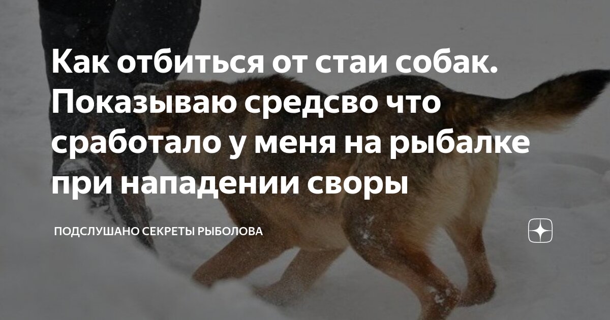 Стая бродячих собак. Памятки от бездомных собак. Как отбиться от стаи собак. Как отбиться от стаи собак показываю. Как отбиться от стаи собак.