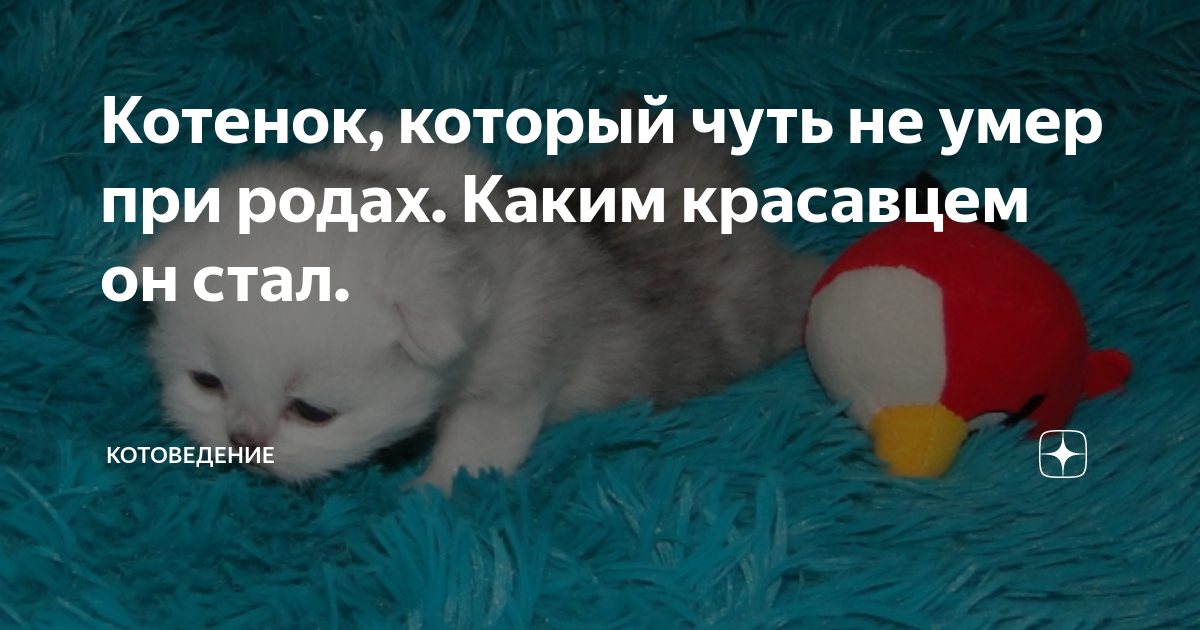 котенок застрял в родовых путях