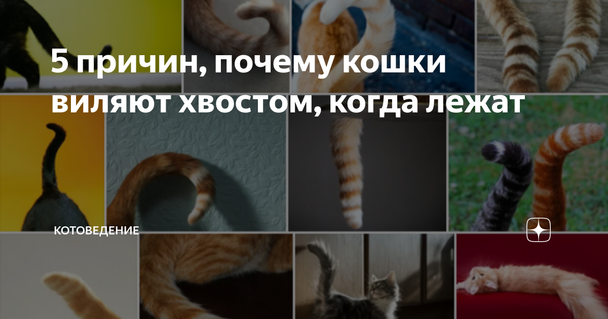 Хвост разочарование рода. Кошка виляет хвостом. Зачем кошки виляют хвостом. Виляние хвостом прекращается Мем. Кошка виляет хвостом фото.