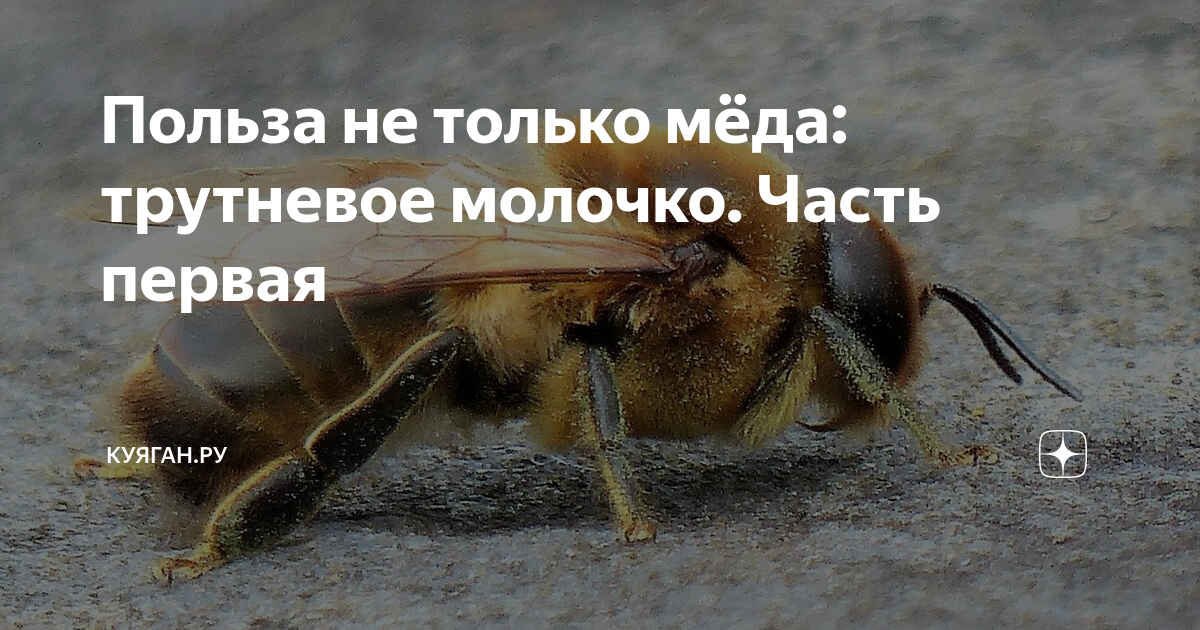 Польза не только мёда: трутневое молочко. Часть первая | Куяган.ру | Дзен