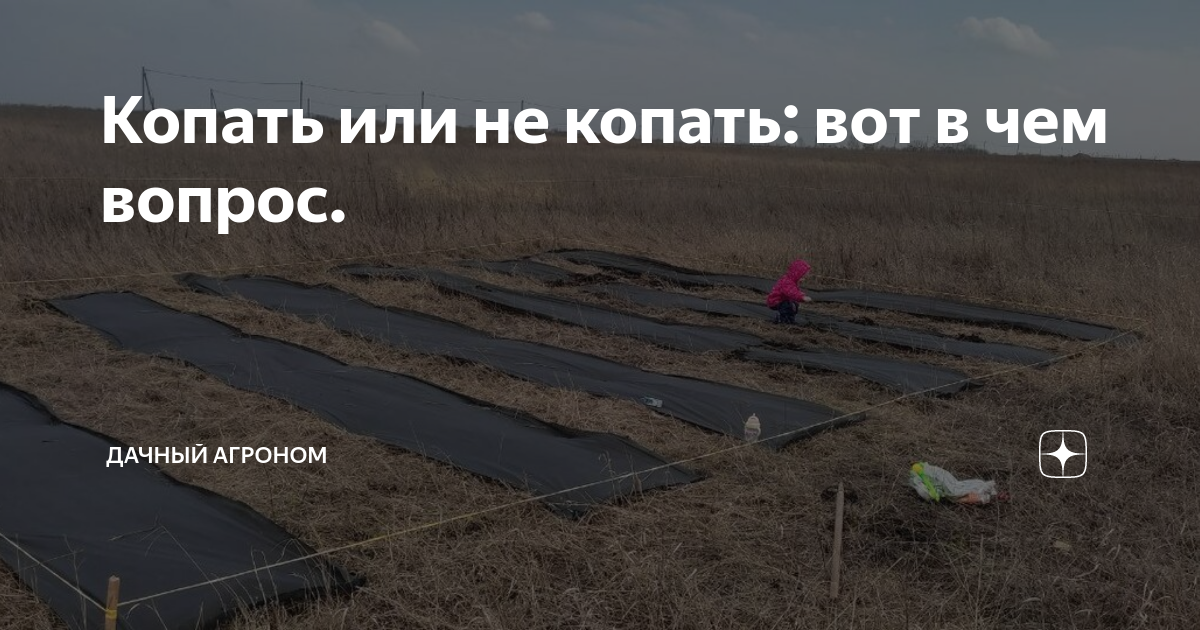 Копать или не копать: вот в чем вопрос. | Дачный агроном | Дзен