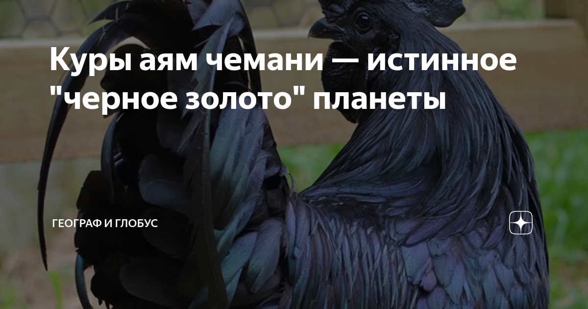 Куры аям чемани — истинное "черное золото" планеты | Географ и глобус ...