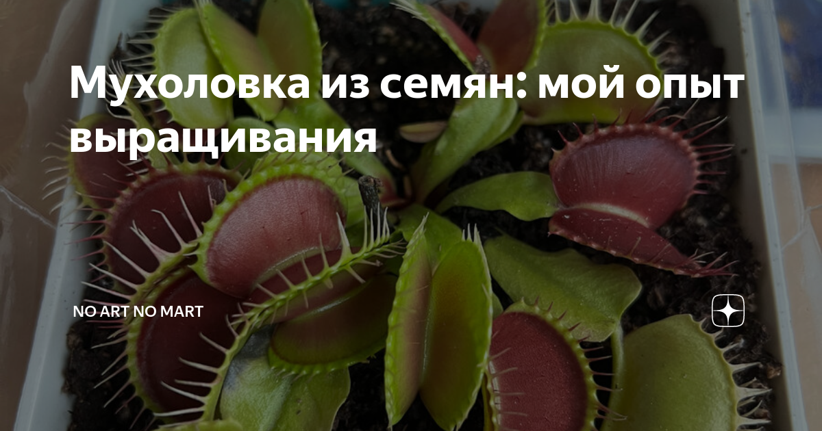 «Как вырастить из семян в домашних условиях Венерину мухоловку?» — Яндекс Кью