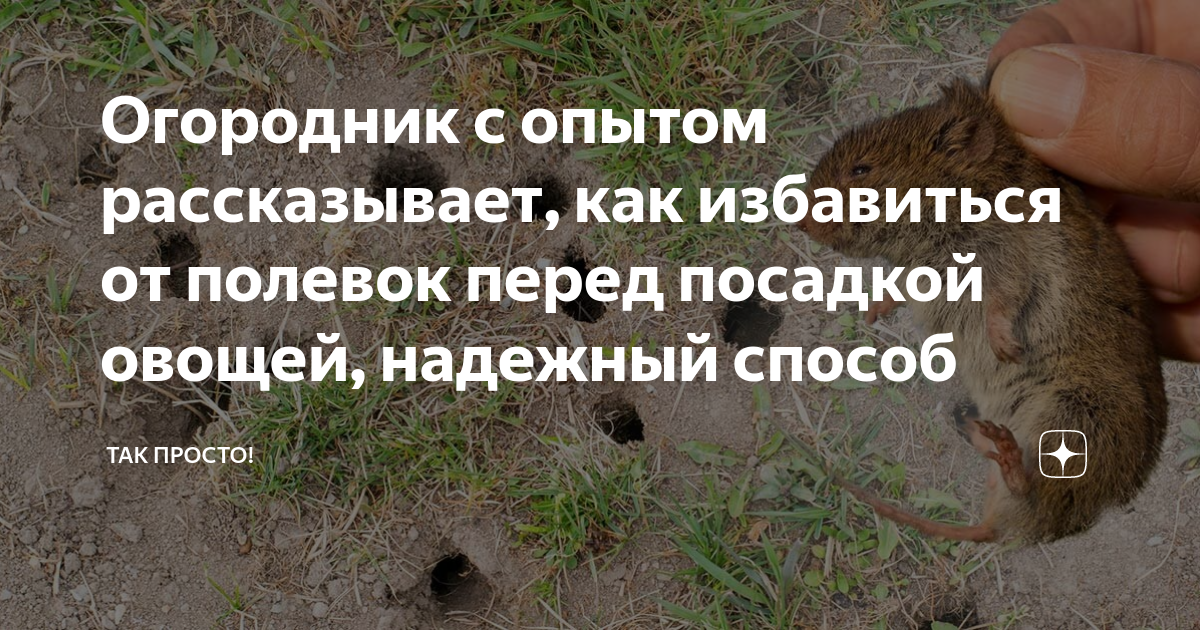 Огородник с опытом рассказывает, как избавиться от полевок перед ...