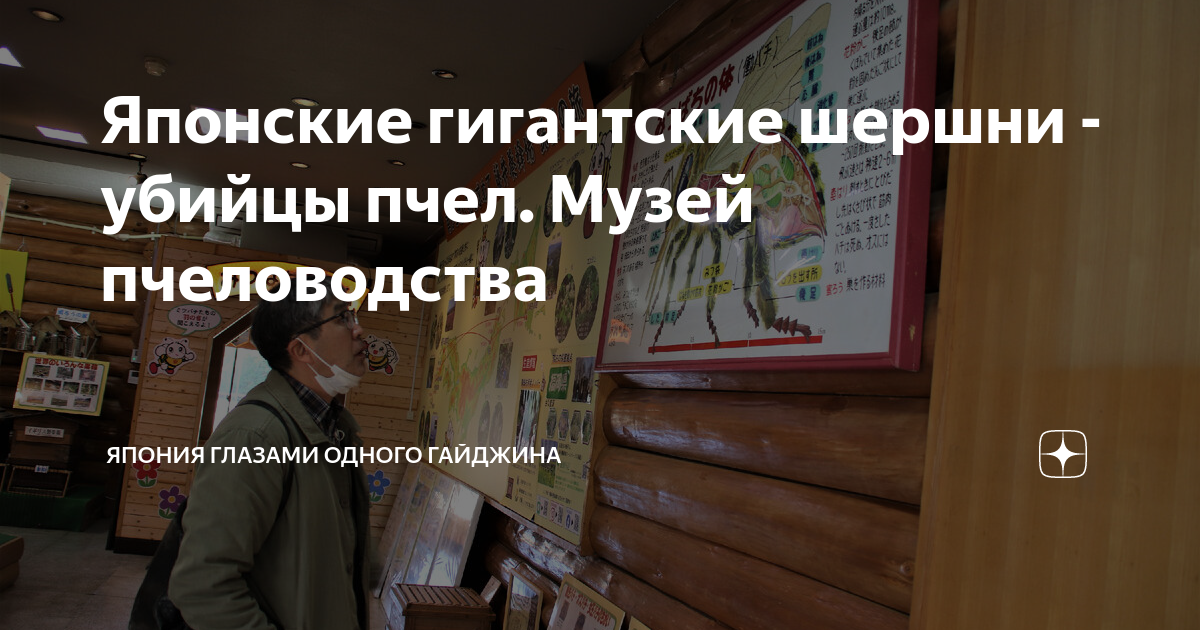 Японские гигантские шершни - убийцы пчел. Музей пчеловодства | Япония ...
