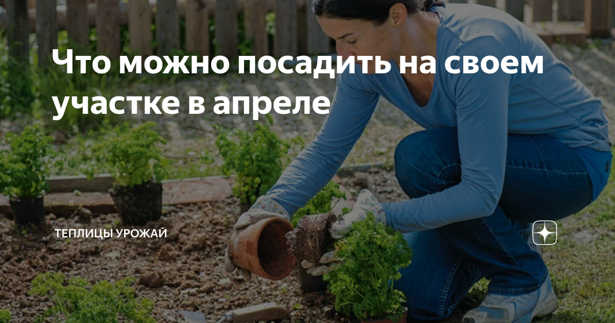 Что можно посадить на своем участке в апреле | Теплицы Урожай | Дзен