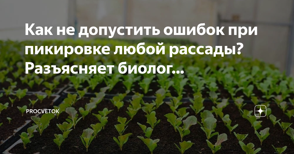 Как подкормить рассаду глицином. Пикирование рассады что это. Что посеять в марте. Семена Алтая дзен. Пикировка в фазе 1-2 настоящих листьев это.