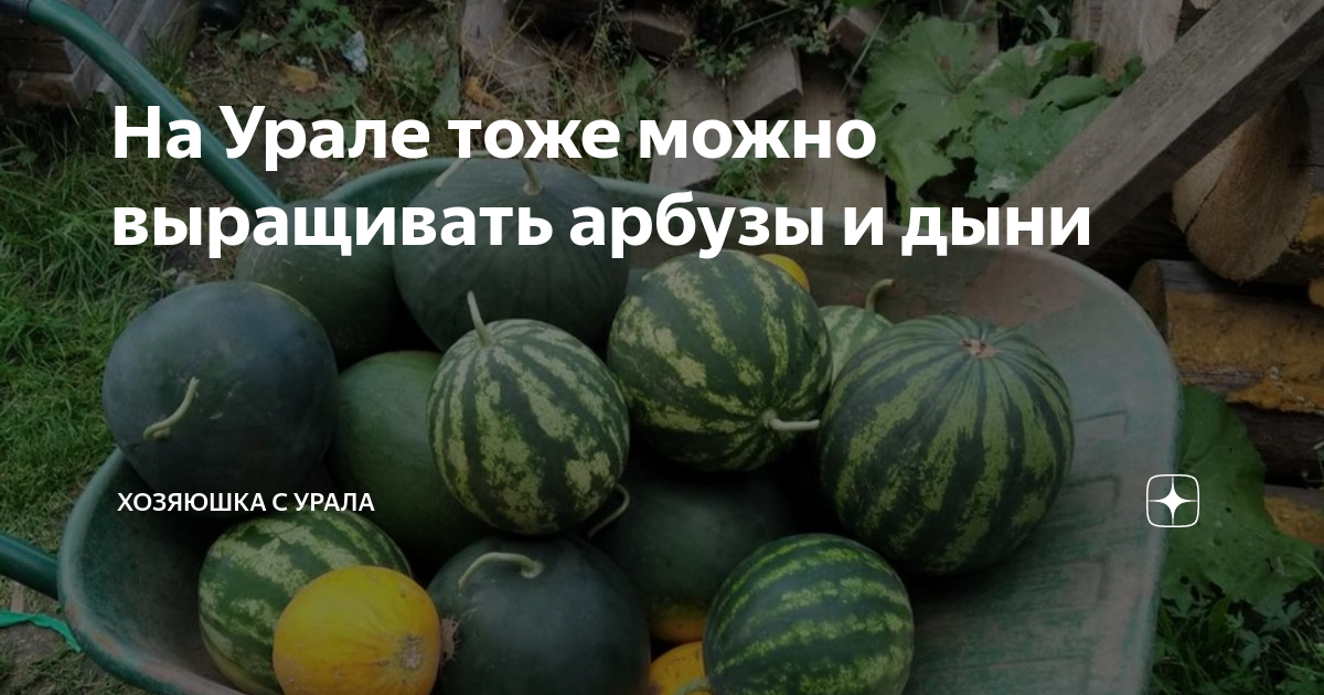 когда сажать арбуз на рассаду в 2022 году в подмосковье. когда садить арбузы на рассаду. арбуз ранний рассада. арбуз юнкер рассада. дыня арбуз бахча рассада.