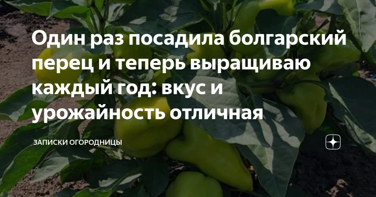 Урожайность перцев Урожайность перцев