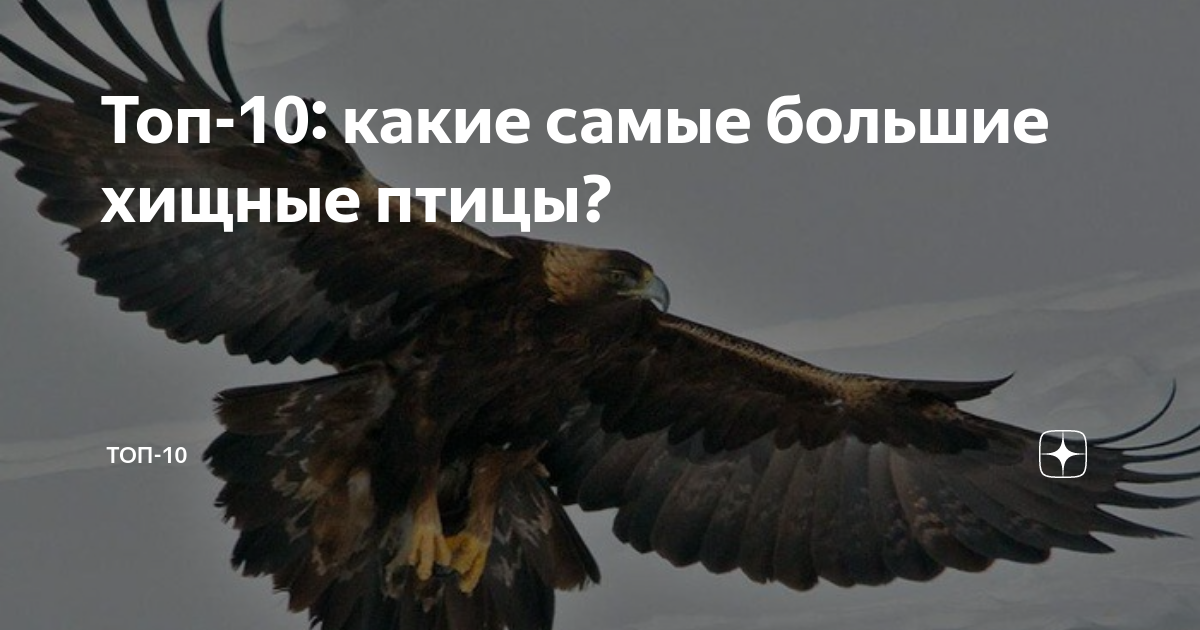 Топ-10: какие самые большие хищные птицы? | NAU4POP.RU | Дзен