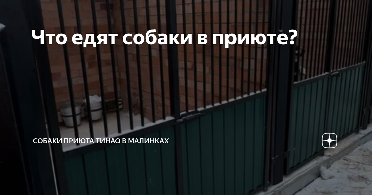 Что едят собаки в приюте? | Собаки приюта ТиНАО в Малинках | Дзен