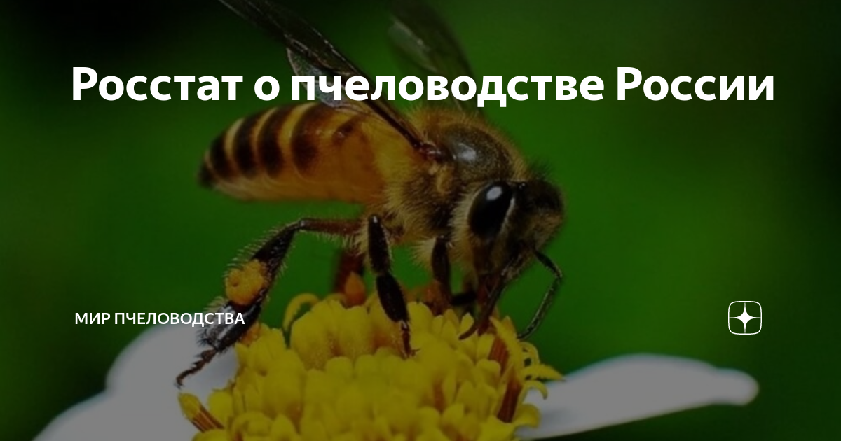Росстат о пчеловодстве России | Мир Пчеловодства | Дзен