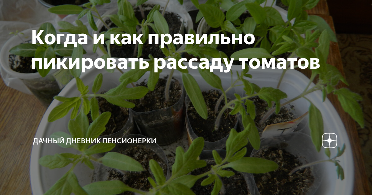 Можно пикировать рассаду на убывающую луну. Пикировка помидорной рассады. Пикирование рассады что это. Рассада томатов по дням. Рассада в марте.