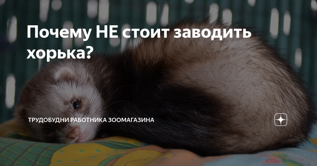 Хорек фретка домашние. Домик для хорька. Как уговорить маму завести хорька. Хорёк домашний. Хорёк хонорик щенки.