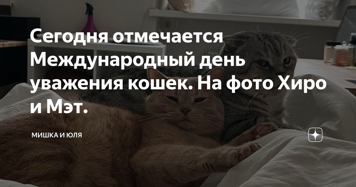 День уважения кошки картинки прикольные. День уважения кошки. Всемирный день уважения кошек. Сегодня день уважения кошки.