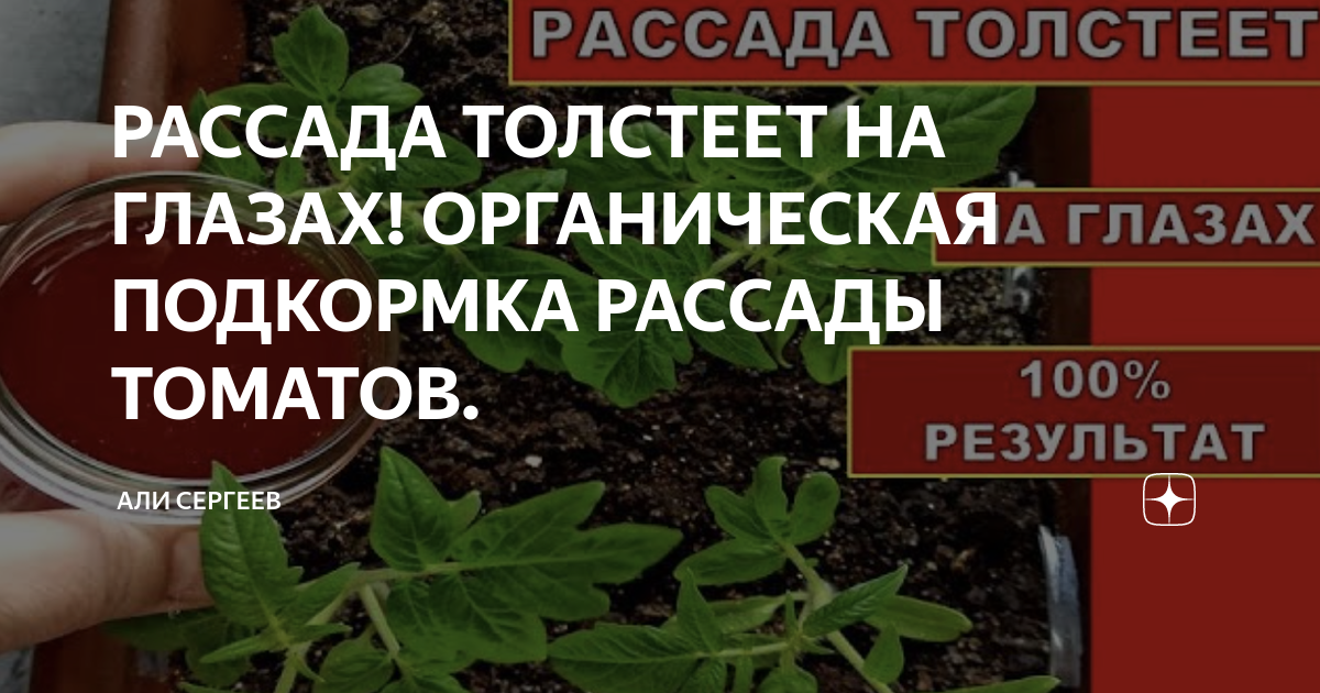 подкормка для помидор роста и толщины. подкормка для помидор роста и толщины. схема подкормки томатов в парнике. удобрение для томатов азот,калий азот фосфор калий. таблица удобрений для помидор.