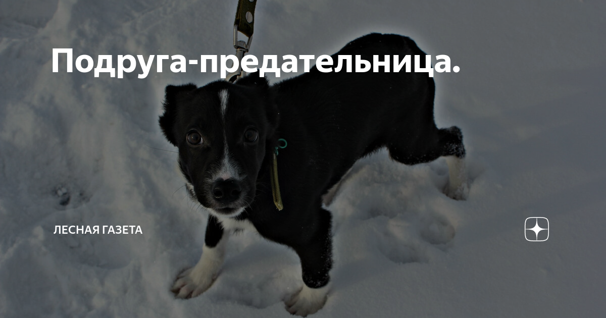 Предательница содержание. Предательница. свинья предательница нейросет.