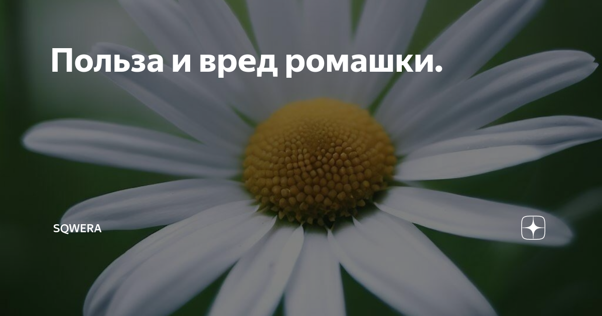 Польза и вред ромашкового