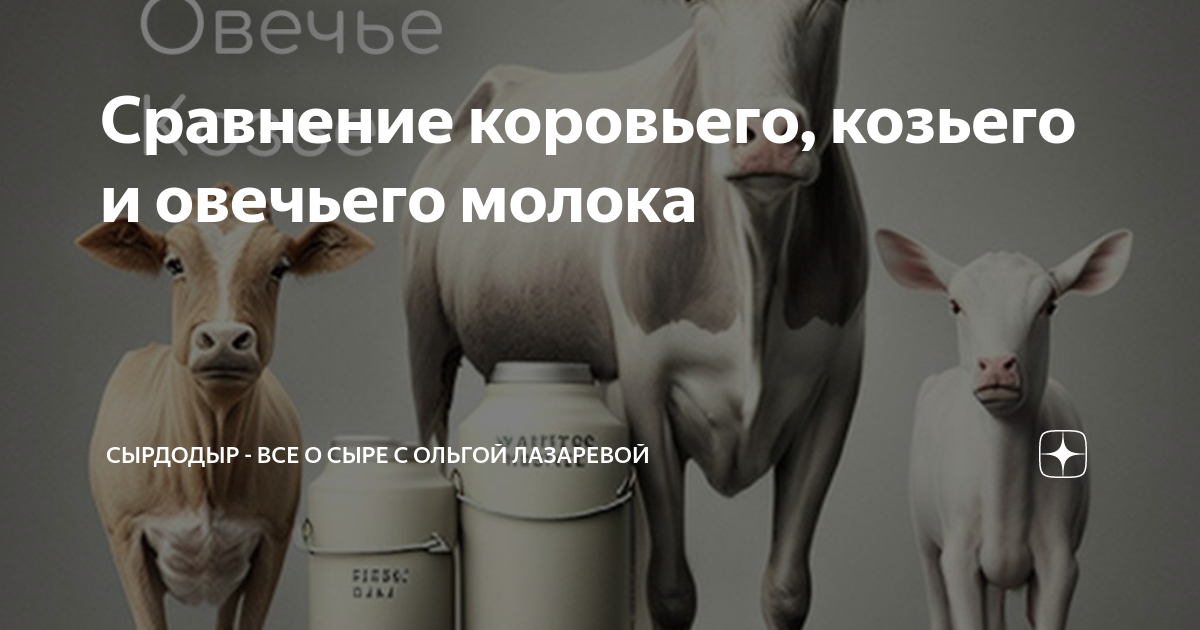 молоко овцы. молоко овцы. коровьим козьим овечьим молоком. молоко овцы. животное молоко виды.