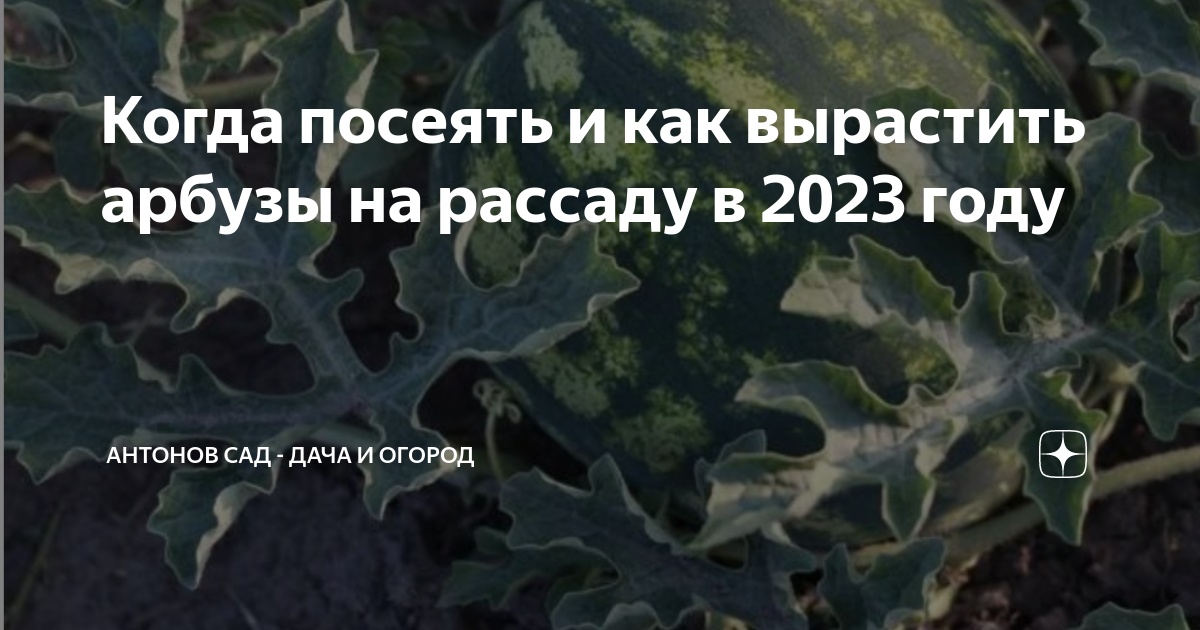 Когда сеять дыню на рассаду в сибири. Арбуз апрель. Посев арбуза в апреле 2023 год. Посев арбуза в апреле. Когда сажать Арбуз в 2023.