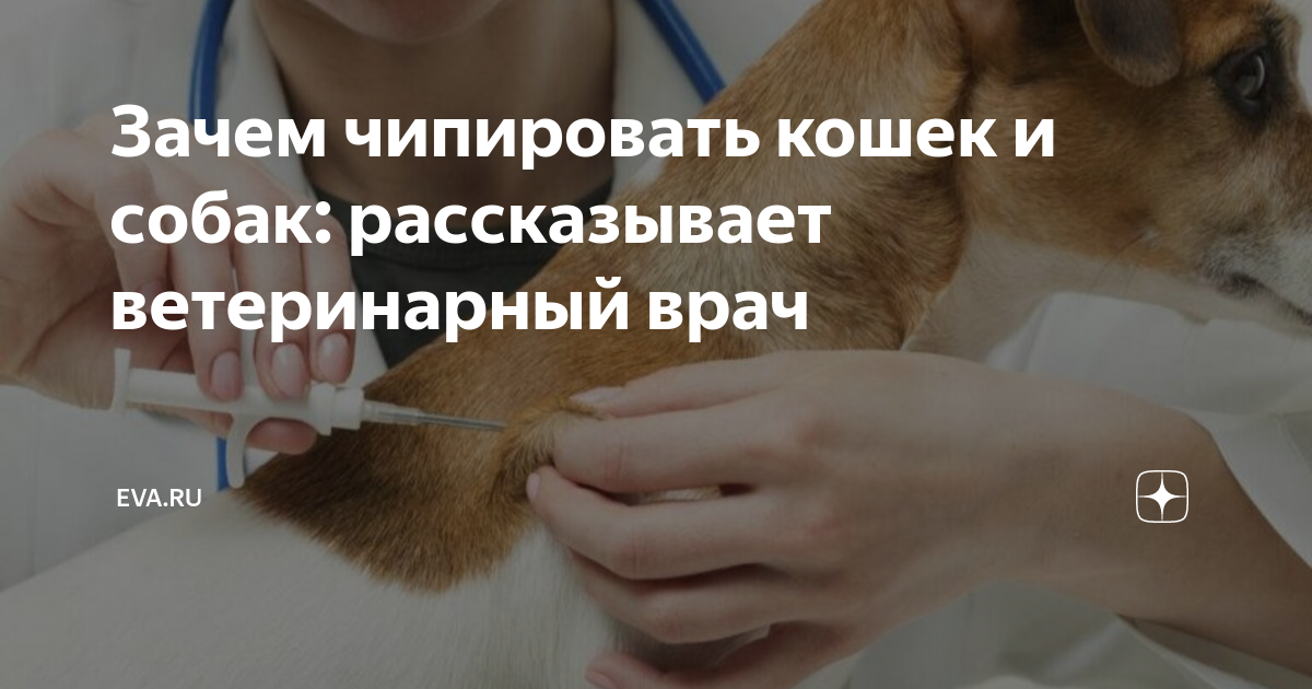 Зачем чипировать кошек и собак: рассказывает ветеринарный врач | Eva.Ru ...