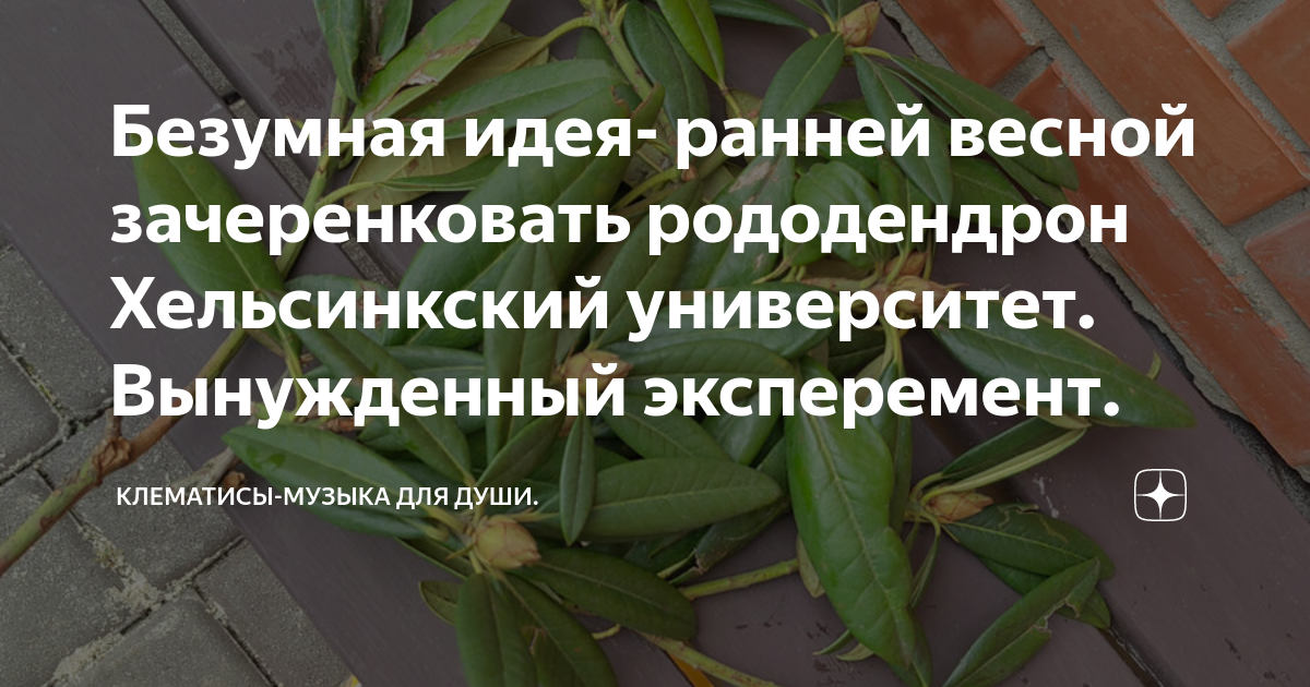 Безумная идея- ранней весной зачеренковать рододендрон Хельсинкский ...