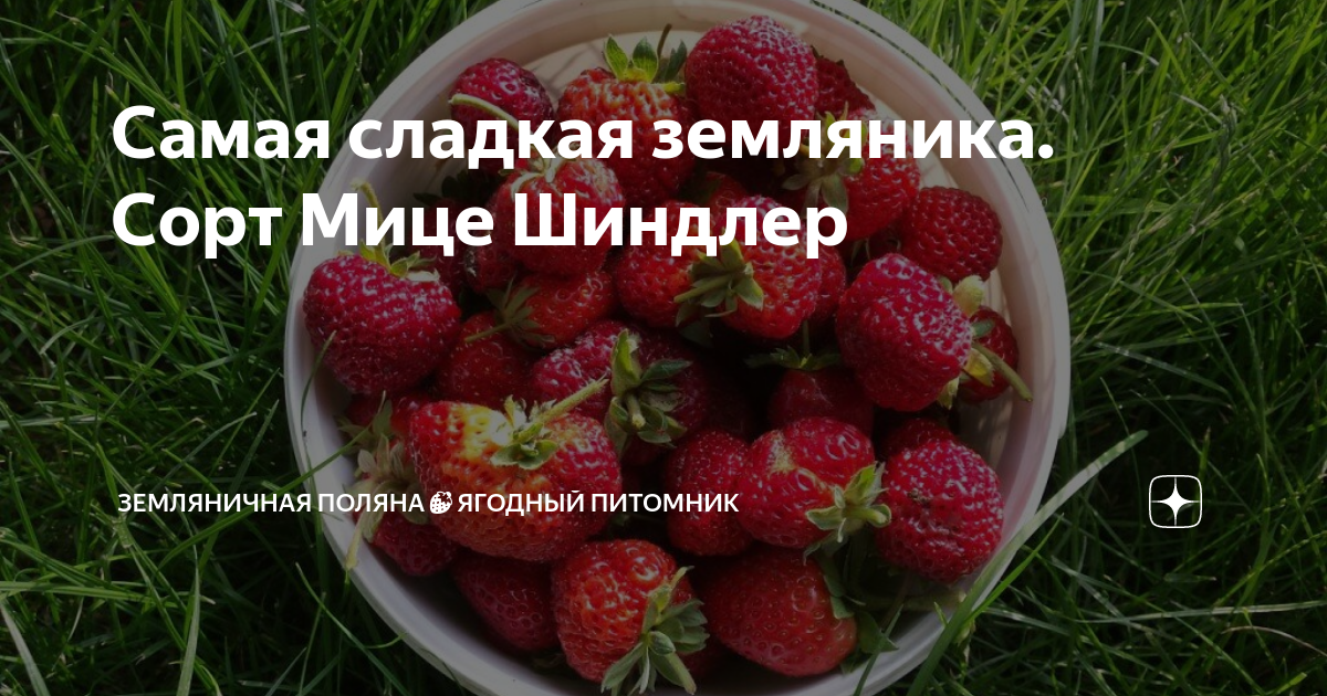 Самая сладкая земляника. Сорт Мице Шиндлер | Земляничная поляна🍓 ...