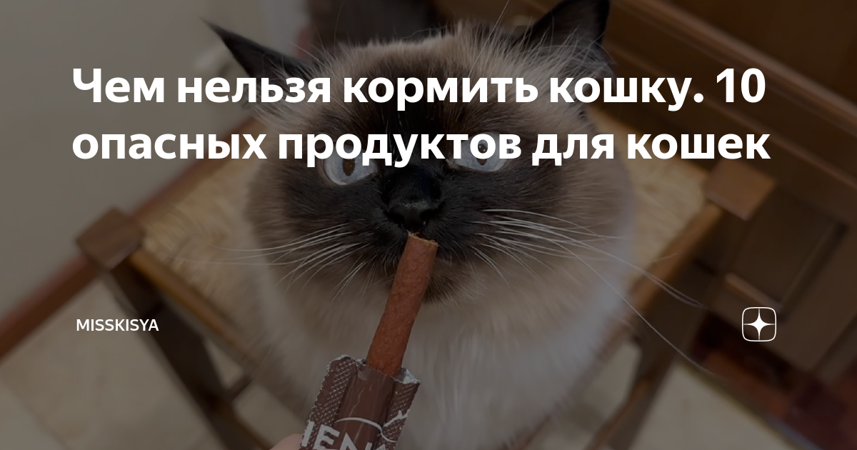 что делать если кот не ест лечебный корм