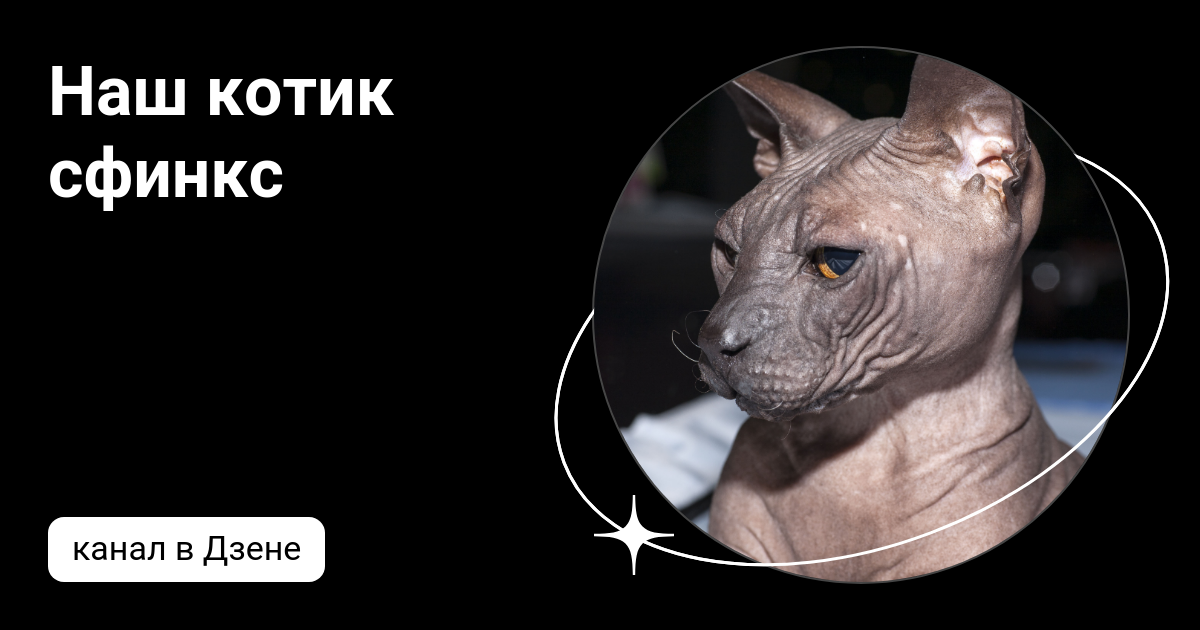 Моя семья и сфинксы дзен. Канадский сфинкс фото. Кучерявый сфинкс. Моя семья и сфинксы дзен. Моя семья и сфинксы дзен.