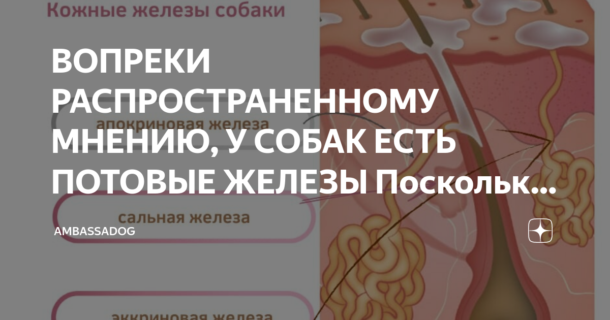 Вопреки распространенных мнений корни