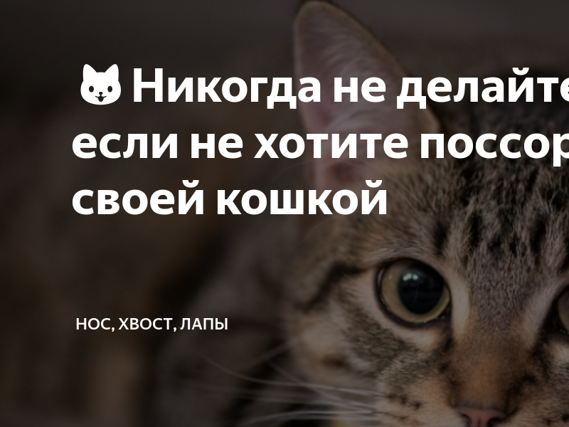 ??Никогда не делайте этого, если не хотите поссориться со своей кошкой ...