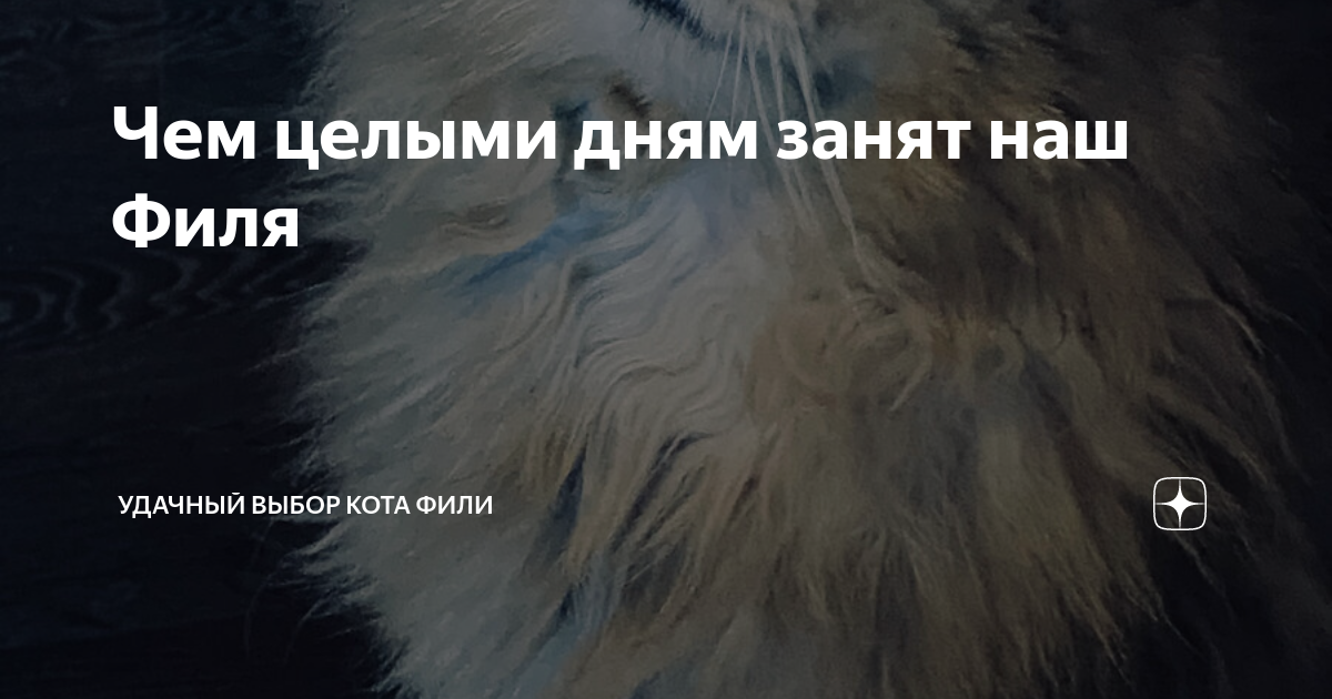 Чем целыми дням занят наш Филя | Удачный выбор кота Фили | Дзен