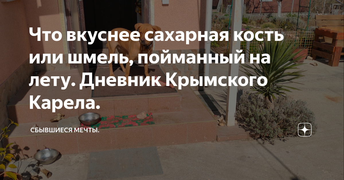 Что вкуснее сахарная кость или шмель, пойманный на лету. Дневник ...