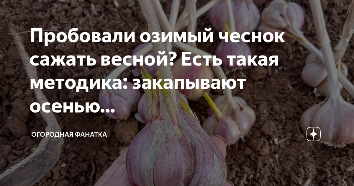 посадка чеснока. посадка озимого чеснока. всходы озимого чеснока. всходы чеснока. посадка озимого чеснока.