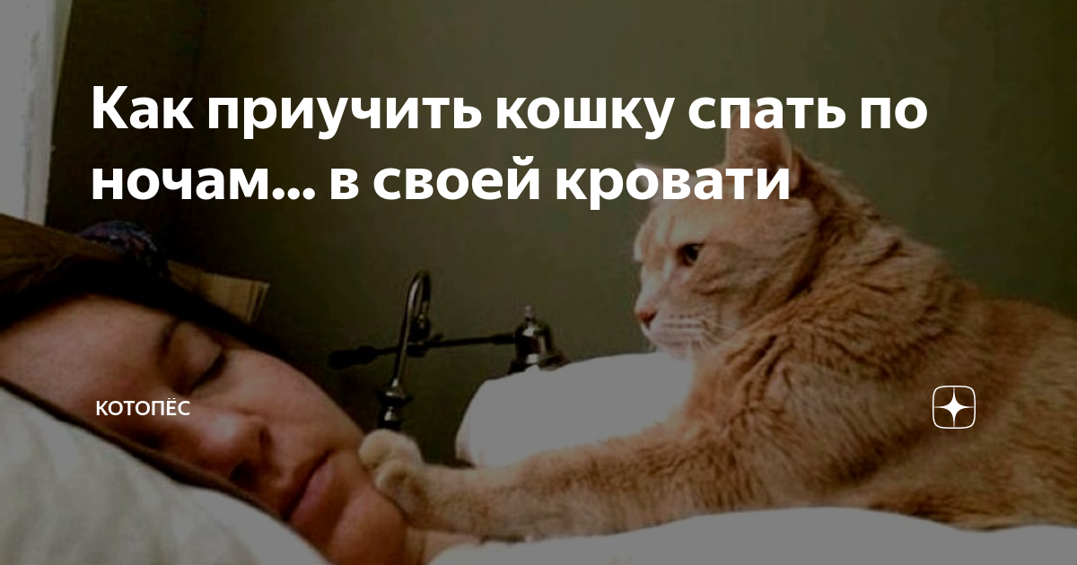 Как приучить кошку спать по ночам... в своей кровати | КОТОПЁС | Дзен